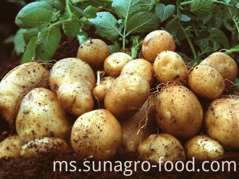 Organic Fresh Potatoes